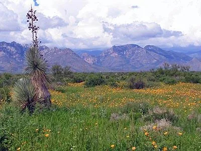 Caballos de las Estrellas Eco Community
